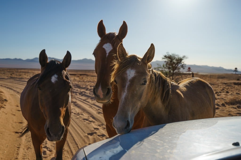 A family of wild horses came to our car to greet us to the Gondwana Collection Aus-Klein Hotel and Campsite.