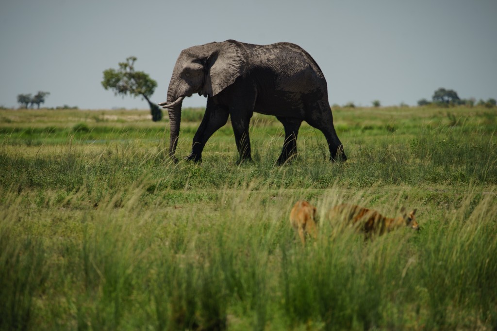 An elephant wonders through the marshland along the Chobe River in Chobe National Park, Botswana. 