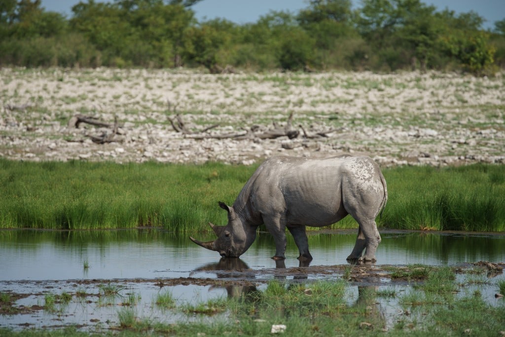 The Black Rhino, one of the most endangered species in the world, finds a safe sanctuary in Etosha National Park. Poaching has been almost non existent in Namibia for the last two decades. 