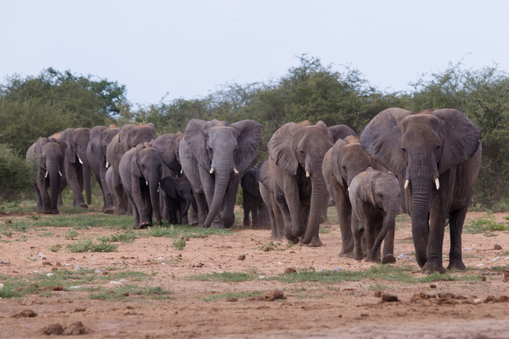 Namibia Etosha Elephants