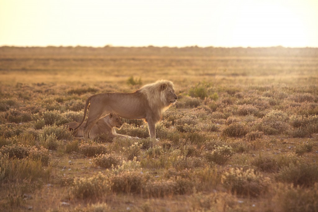 Namibia Etosha Lions