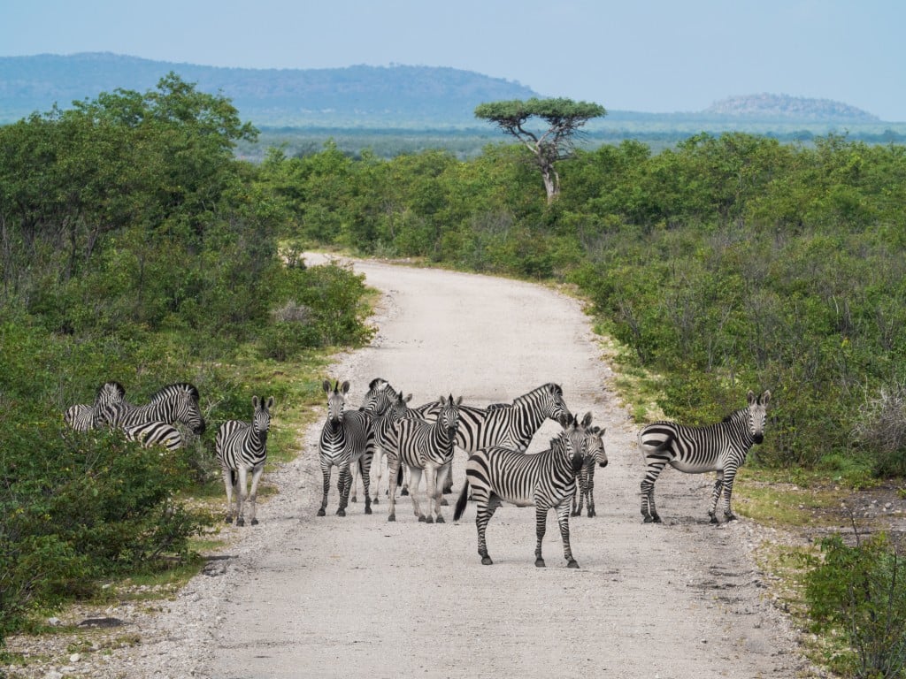A family of zebras block the road in the Namib-Naukluft National Park.