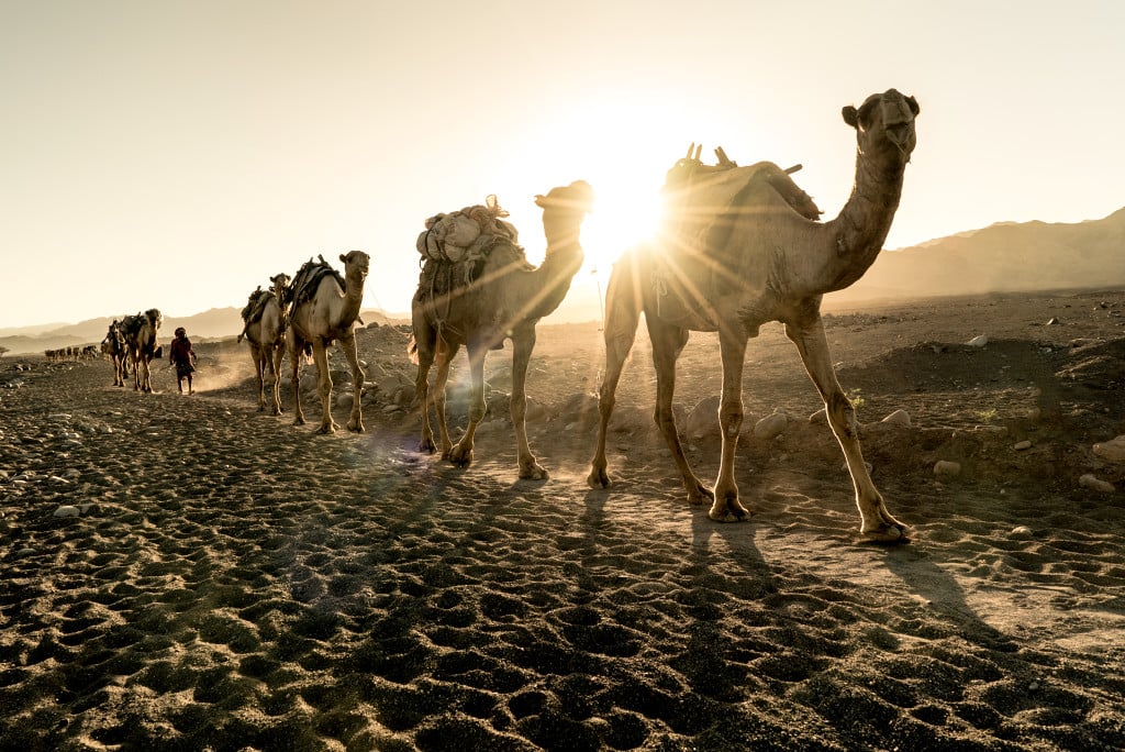 Ethiopia Natalia Stone Camels 2