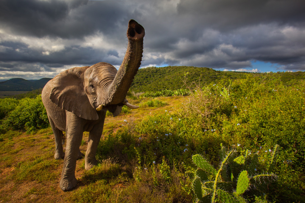 safari-south-africa