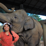 See Also - Elephant Nature Park And The Incredible Woman on a Mission to Save the Asian Elephant