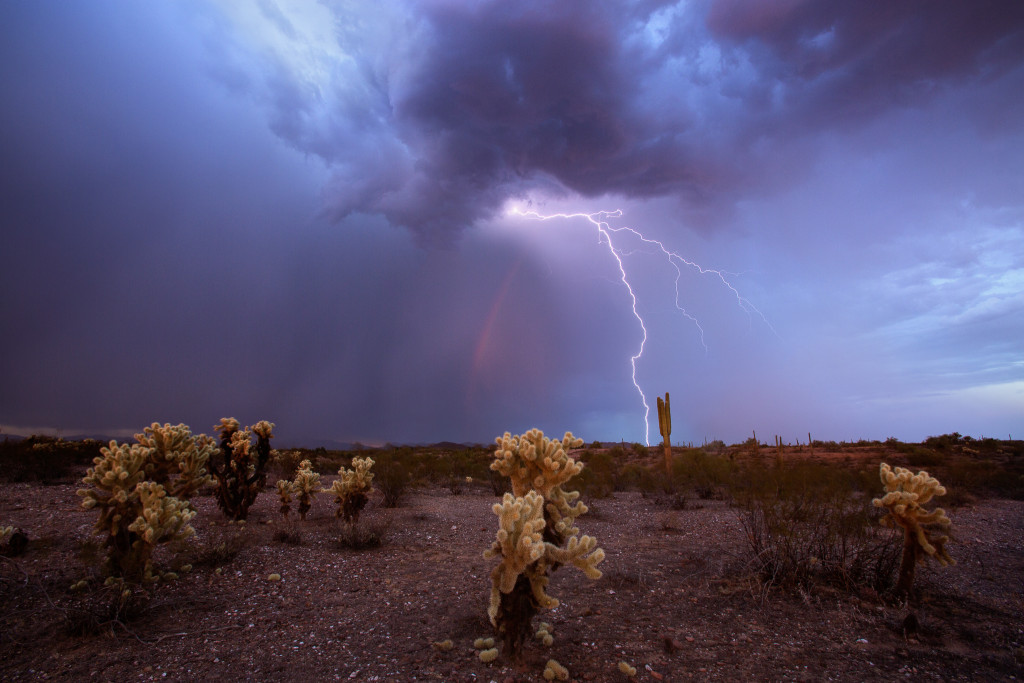 The sun poked through some storms behind me for long enough to add some purple hues to the sky and show off a brief little rainbow. The lightning was intense and close despite it looking far away in the photo. A wide angle lens always makes for deceiving distances. The last bit of sun was lightning up the cholla just enough to make them pop a little.