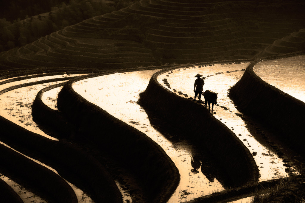 Silhouette of Chinese farmer and water buffalo on rice terraces. The rice terraces were built over many hundreds of years and are amazing to see and experience.