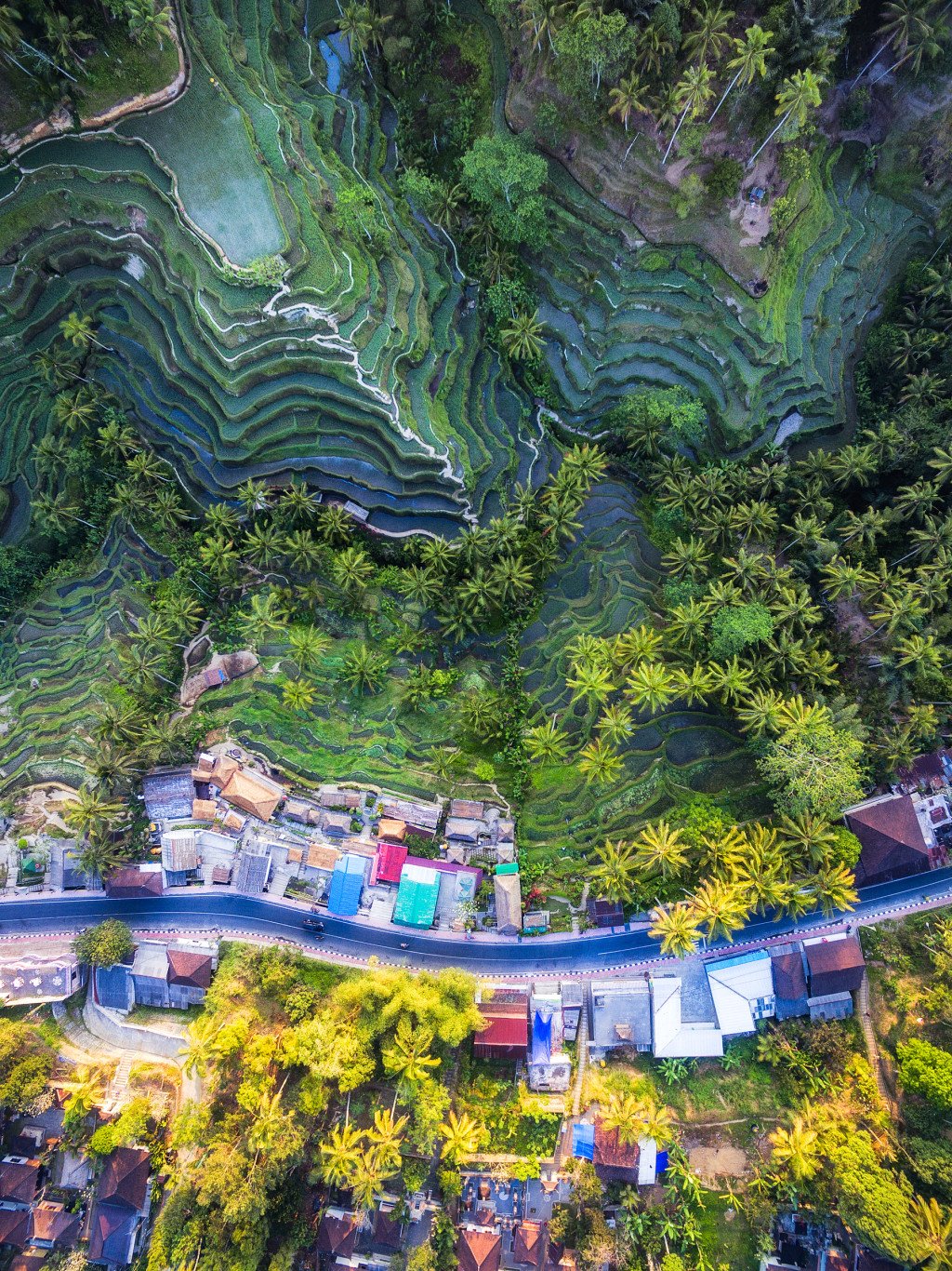 Indonesia Tegalalang Rice Terraces near Ubud by drone by Michael Matti