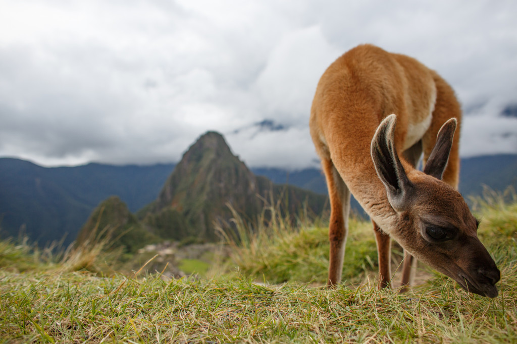 Machu Picchu The Giving Lens Michael Bonocore-1