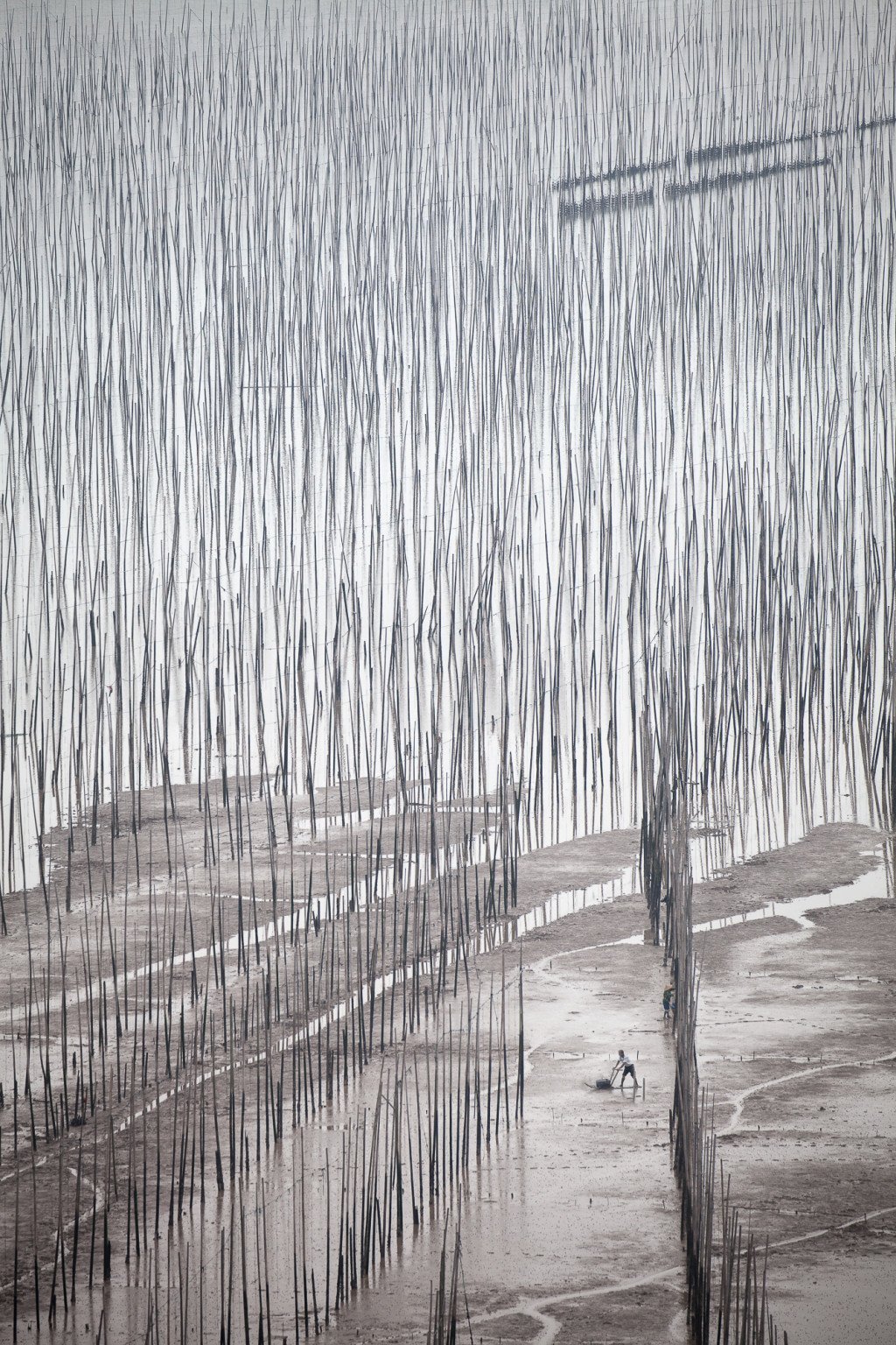 Chinese man using a glider on the mudflats of XiaPu, China. The bamboo sticks create a surreal, painterly scene.