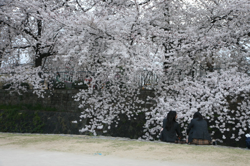 hanami-kyoto-white sakura japan