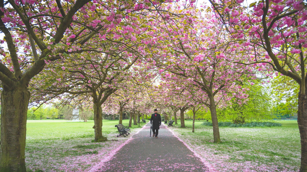 The Bowler Man takes a morning stroll underneath a beautiful blanket of spring at Greenwich Park, Greenwich, London. Such a beautiful park for a morning walk, run or afternoon picnic.