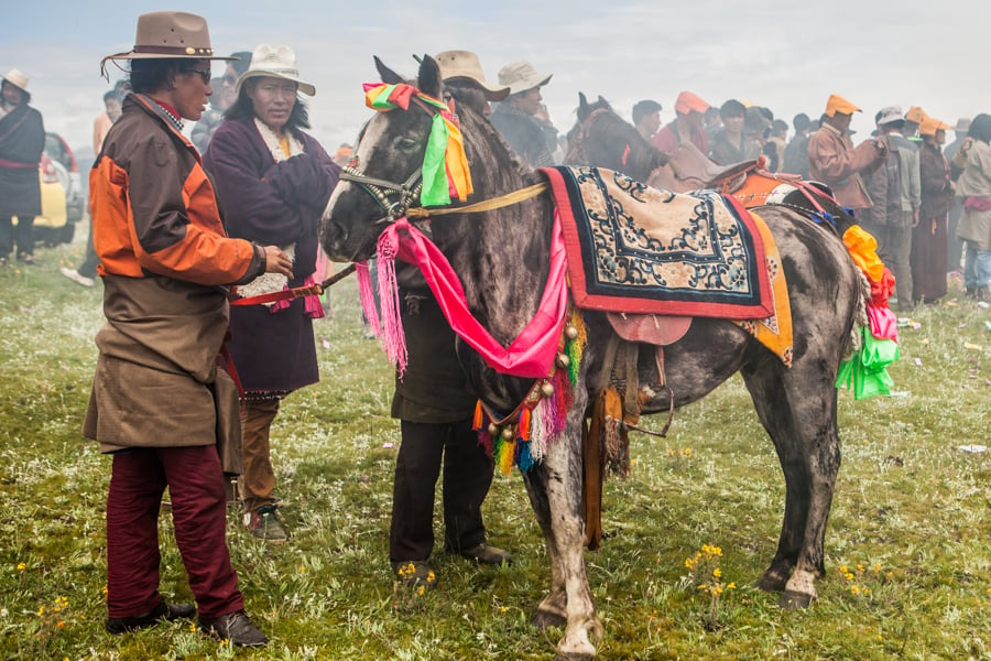 1 festival horse