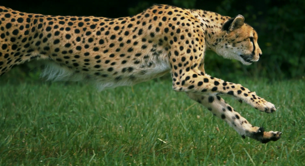 National Geographic Cheetahs On The Edge Slow Motion 1