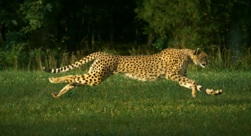National Geographic Cheetahs On The Edge Slow Motion 3