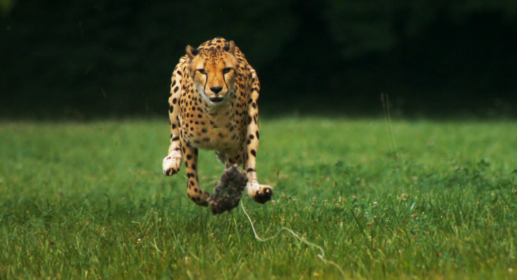 National Geographic Cheetahs On The Edge Slow Motion 4