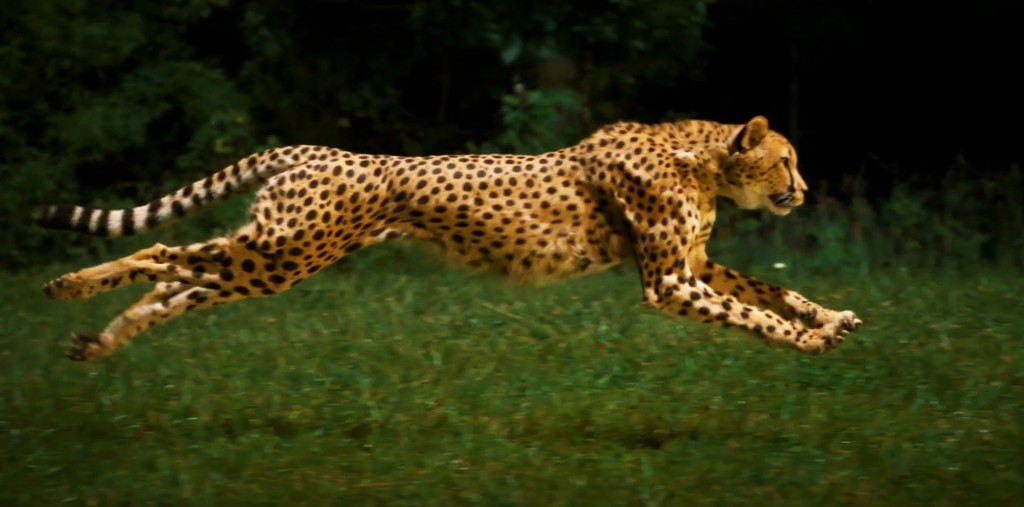 National Geographic Cheetahs On The Edge Slow Motion Main