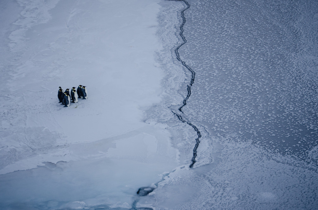 Penguins at the ice edge