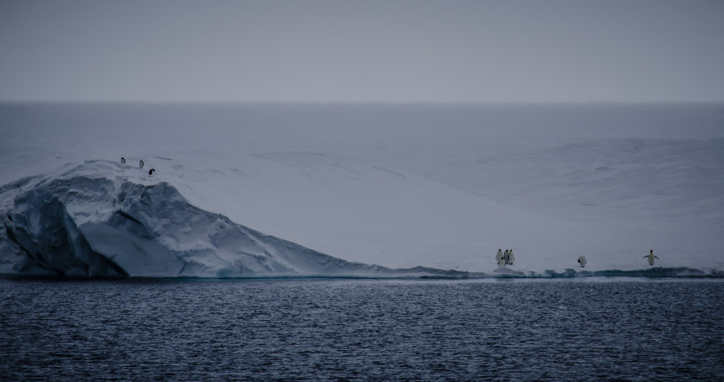 Penguins on the ice shelf