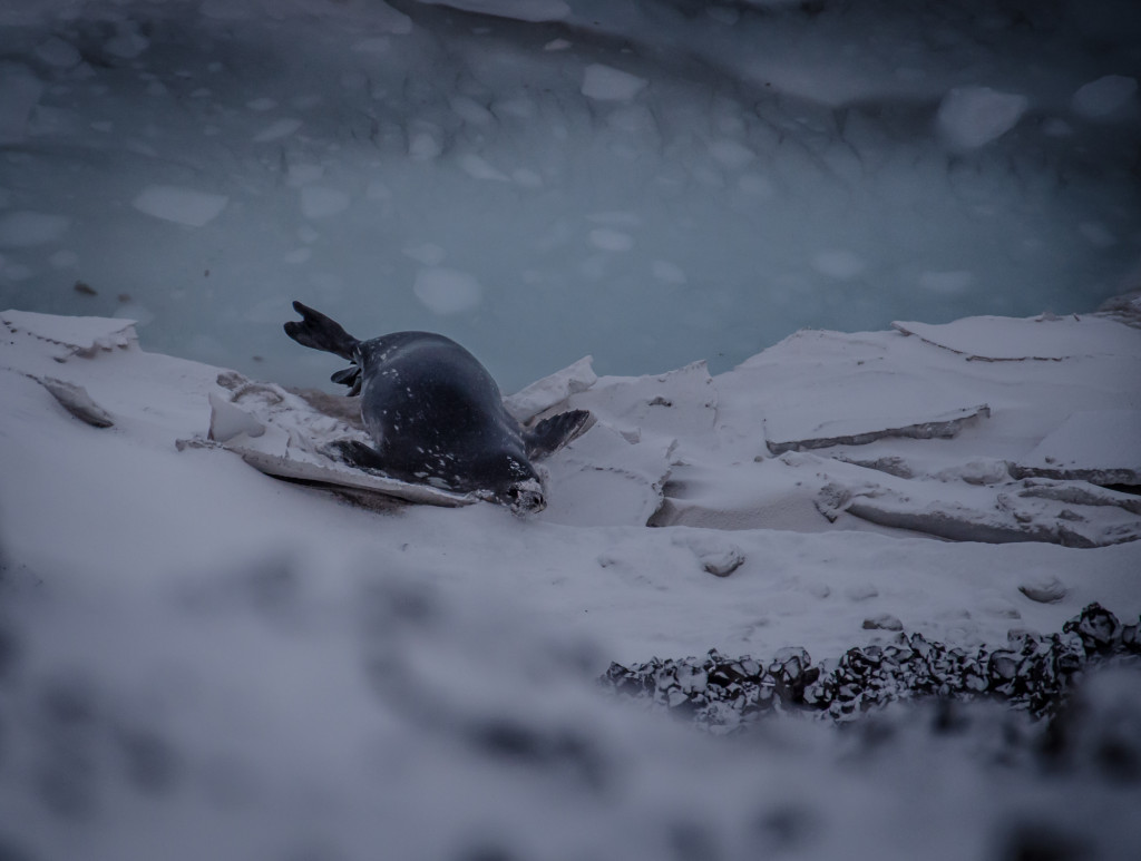 Seal coming out of the icy waters