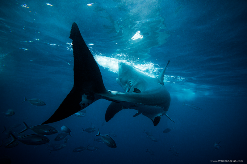 A shark patrolling the waters of the Australian coast. Photo by Warren Keelan