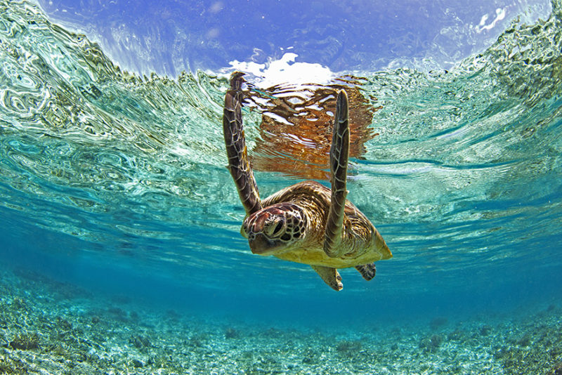 A sea turtle in swims in the crystal clear waters of 