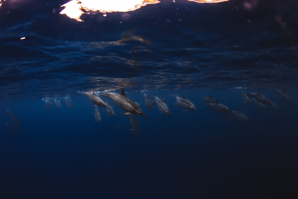 Hawaii_Dolphins-13