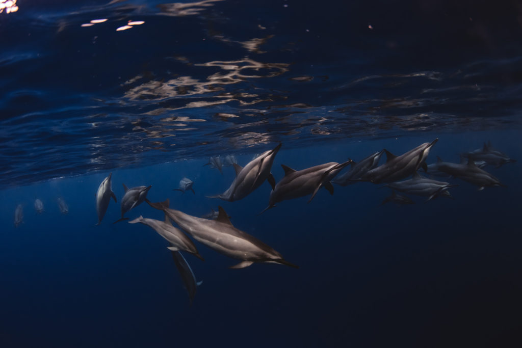 Hawaii_Dolphins-14