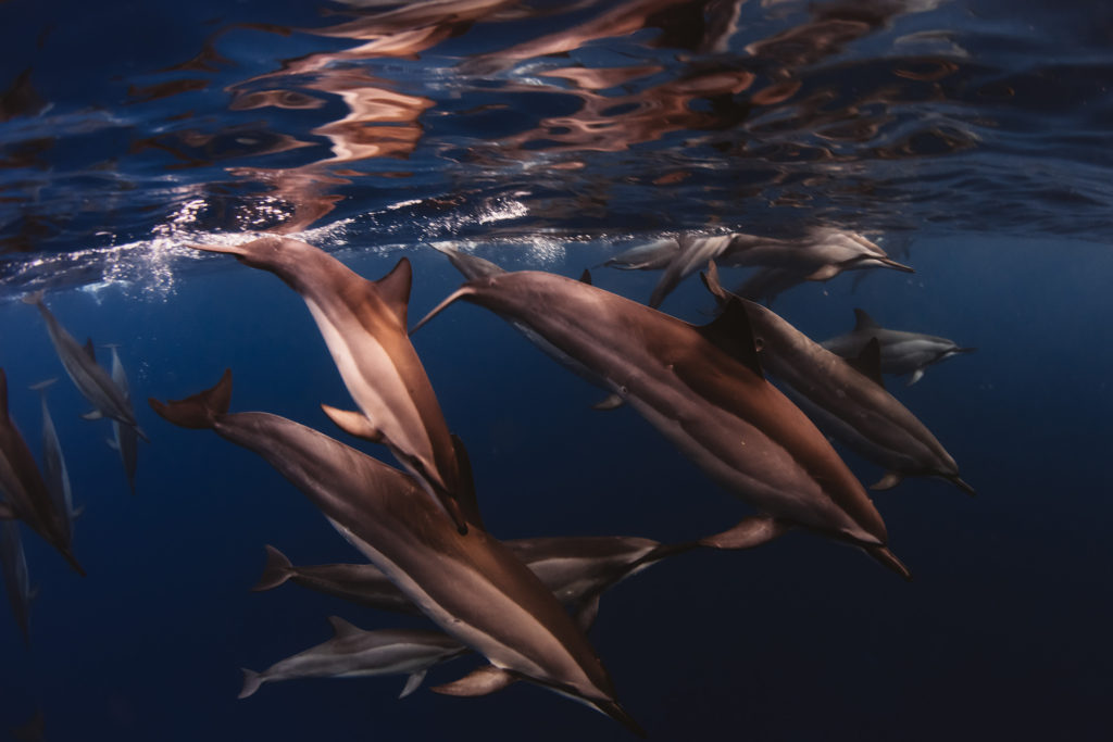 Hawaii_Dolphins-17