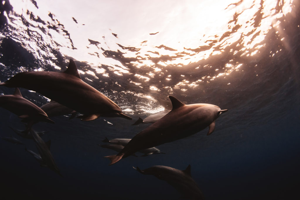 Hawaii_Dolphins-21