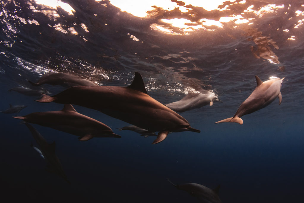 Hawaii_Dolphins-22