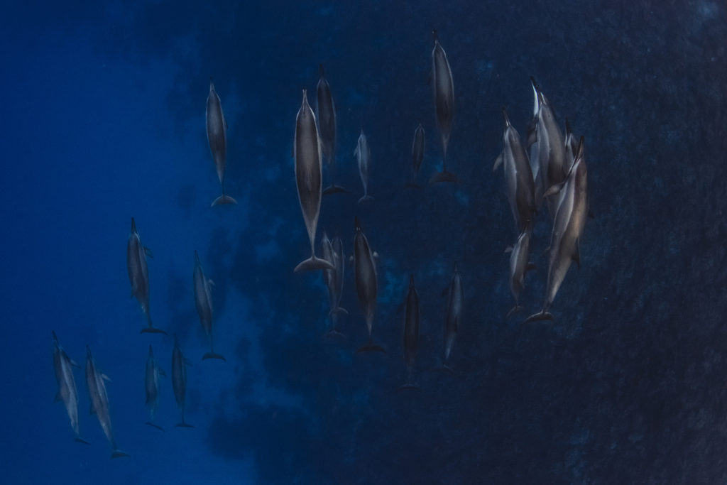 Hawaii_Dolphins-25