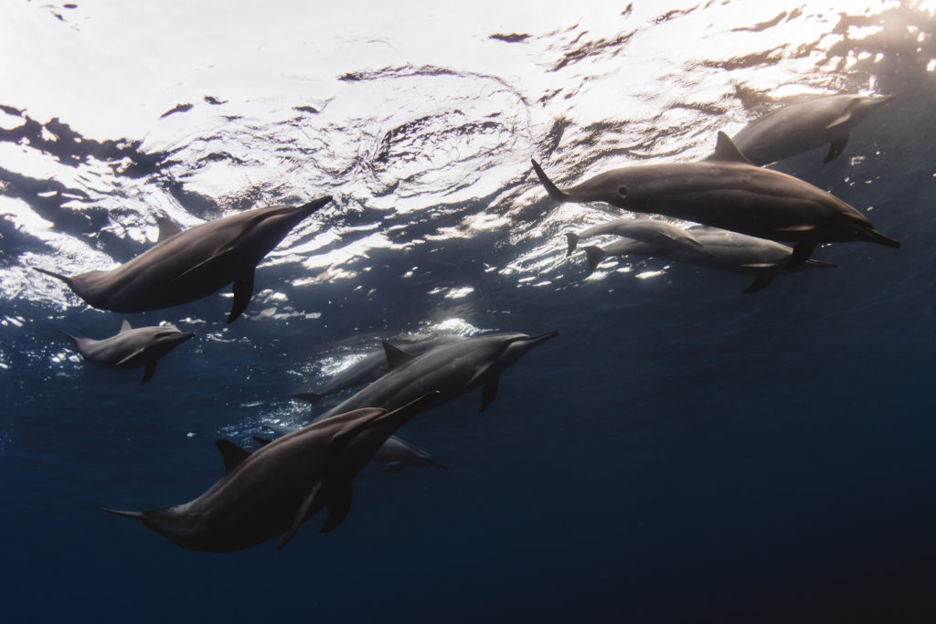 Hawaii_Dolphins-26