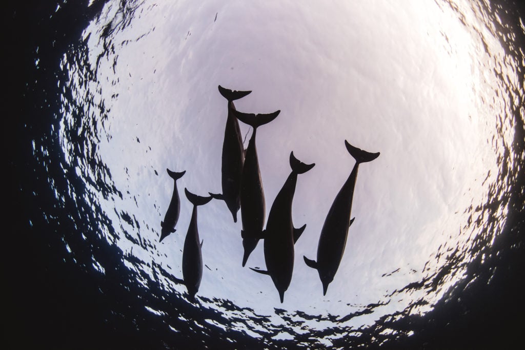 Hawaii_Dolphins-27