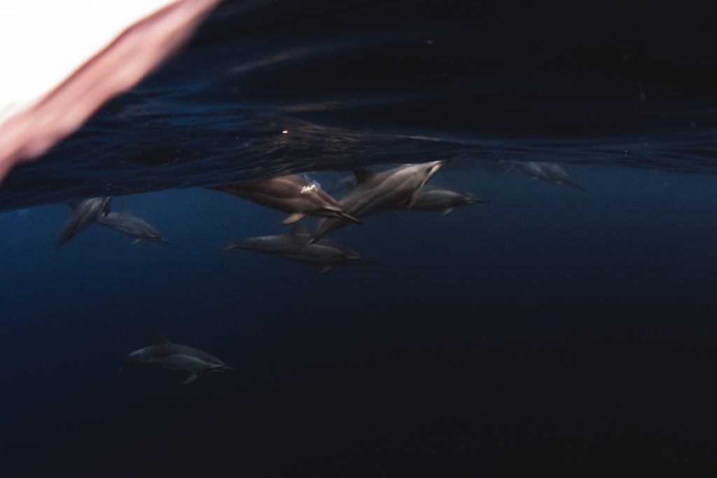 Hawaii_Dolphins-3