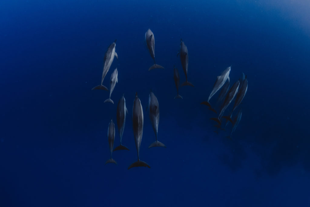 Hawaii_Dolphins-32