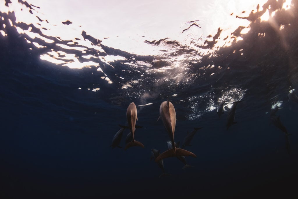 Hawaii_Dolphins-35
