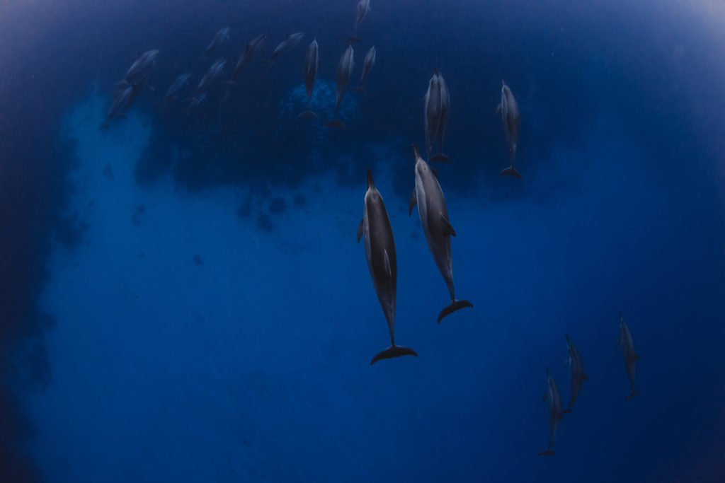 Hawaii_Dolphins-6