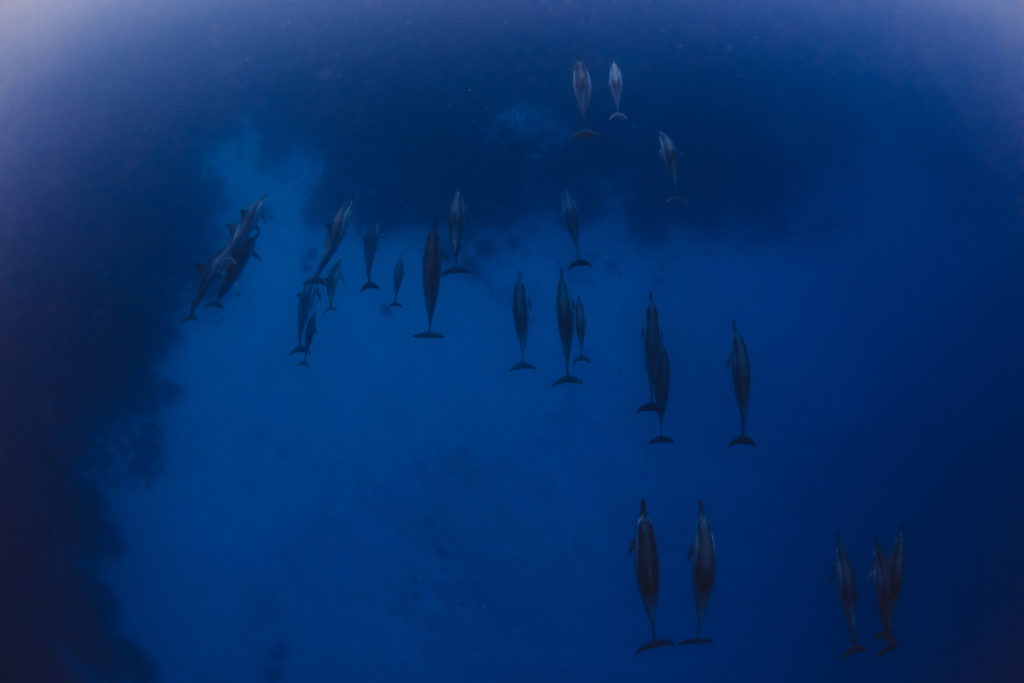 Hawaii_Dolphins-7