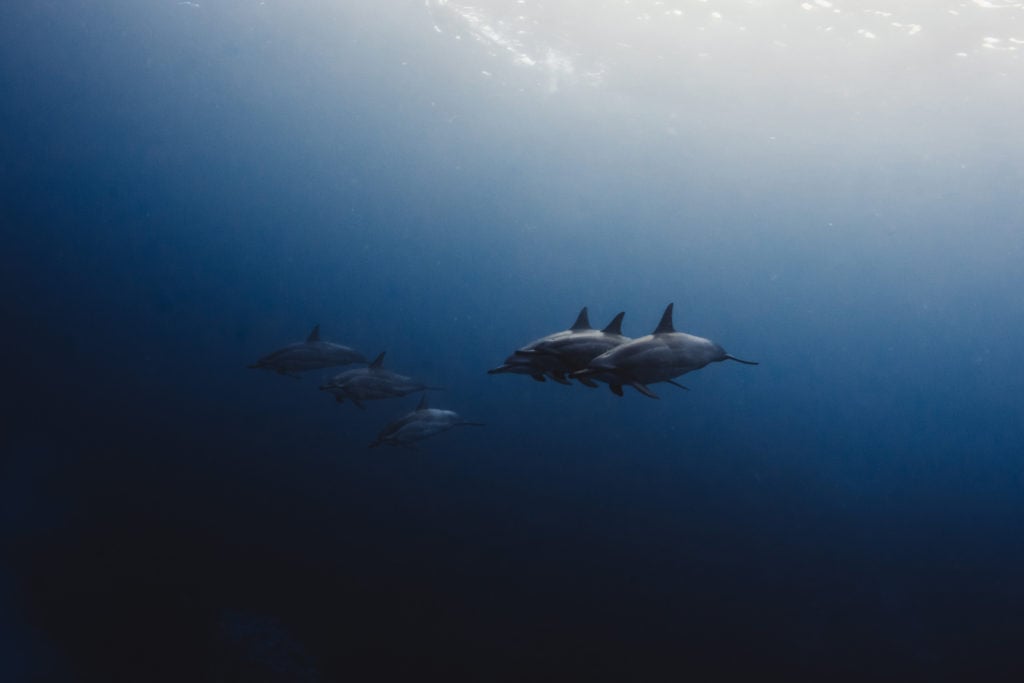 Hawaii_Dolphins-8