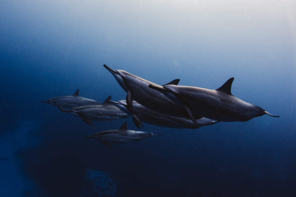 Hawaii_Dolphins-9