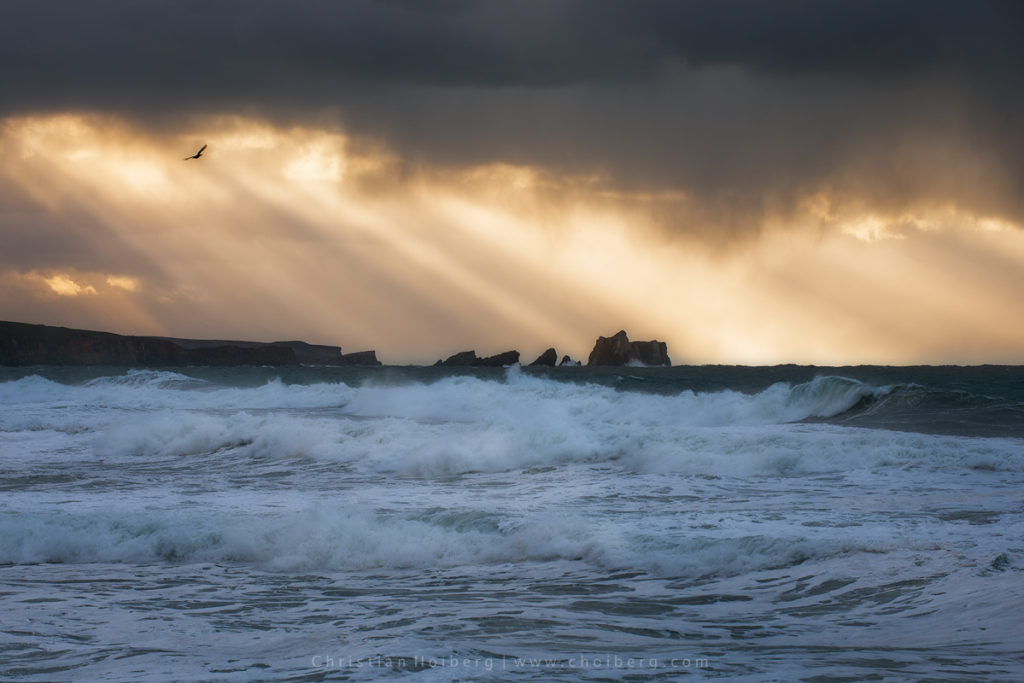 Bird flying through a stormy sunset at Liencres, Cantabria.