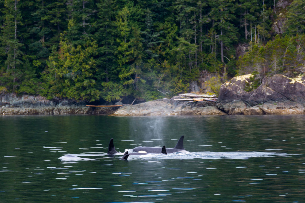It was amazing to be back on my old stomping ground. Many years ago, I spent a couple of summers living on Quadra Island working as a sea kayak guide, so I was definitely excited to return. A pod of around 50 resident orcas cruised past our boat and their singing was incredible; I had to capture this moment. Though it was challenging, I managed to mount my GoPro onto a pole to capture them swimming past underwater. As all photographers and filmmakers know, you need to try everything possible for that perfect shot. - Bare Kiwi