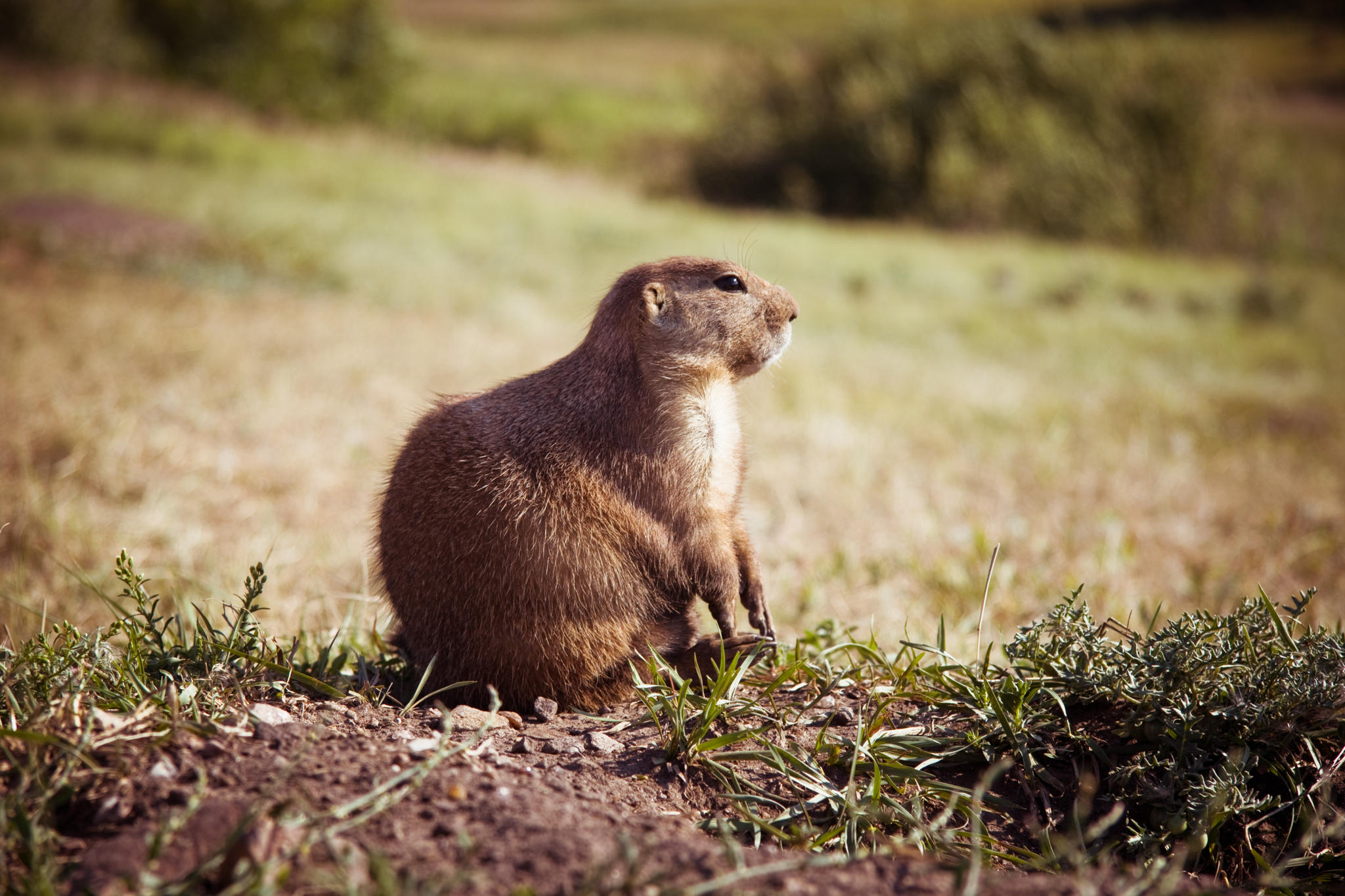 Even an adorable prairie dog is a potential threat as a possible carrier of the bubonic plague.