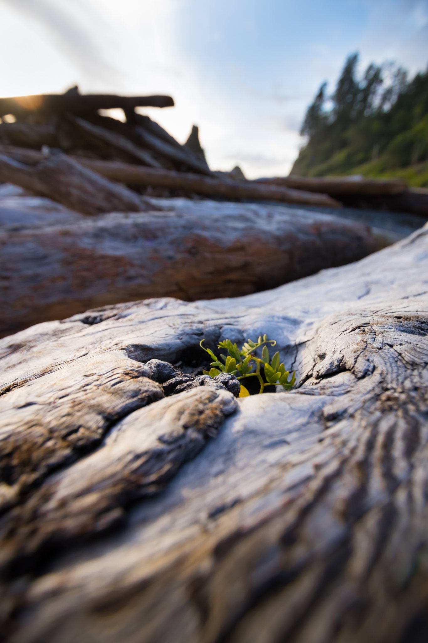 At Ruby beach, it's easy to get busy photographing an incredible landscape. I let myself relax for awhile on one of the massive logs and discovered a wealth of details that I might not have otherwise noticed.