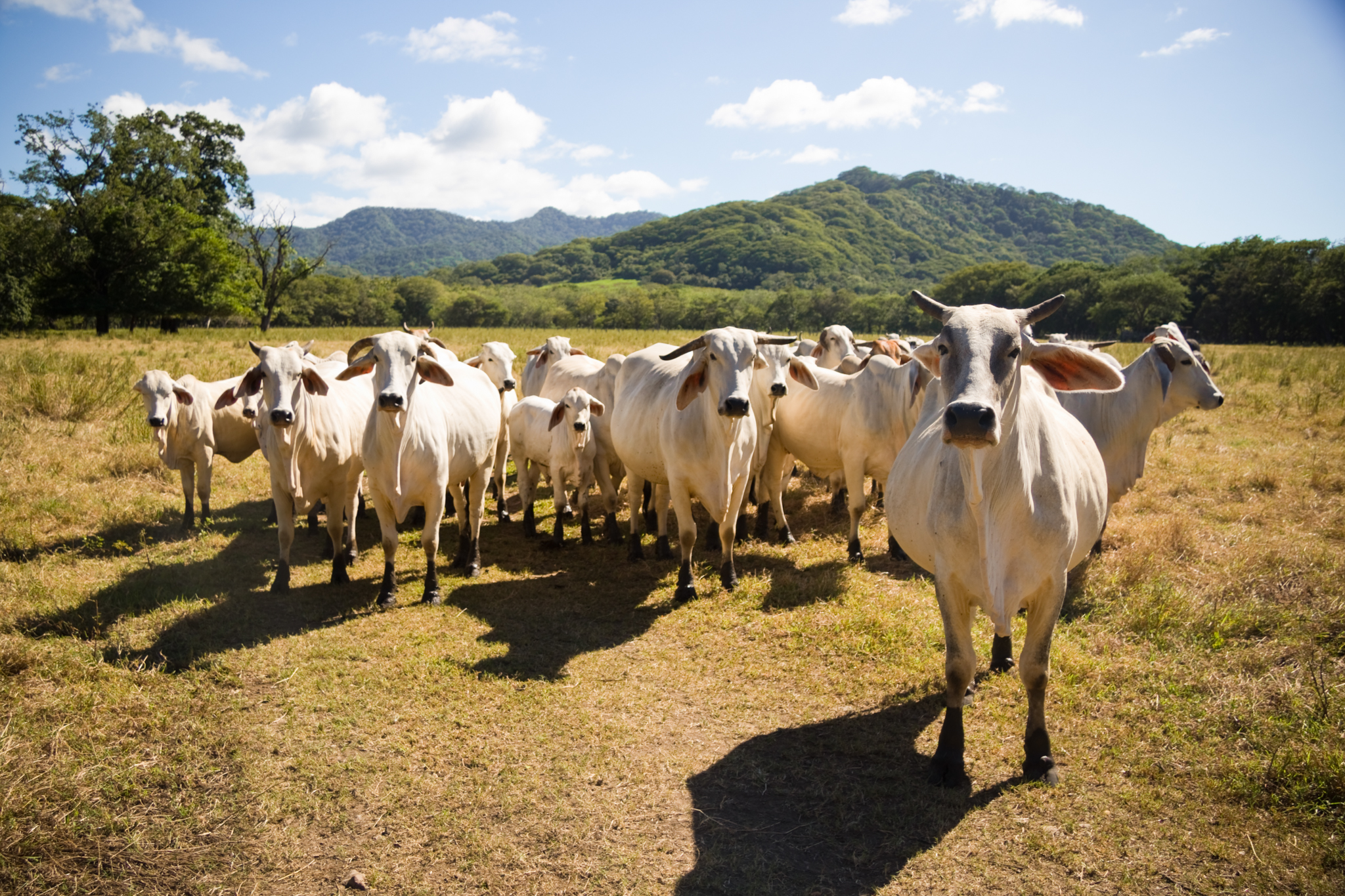 A drive plotted with offline Google Maps took us through beautiful Costa Rican plains. We made a quick stop to greet a herd of Jersey Cows.
