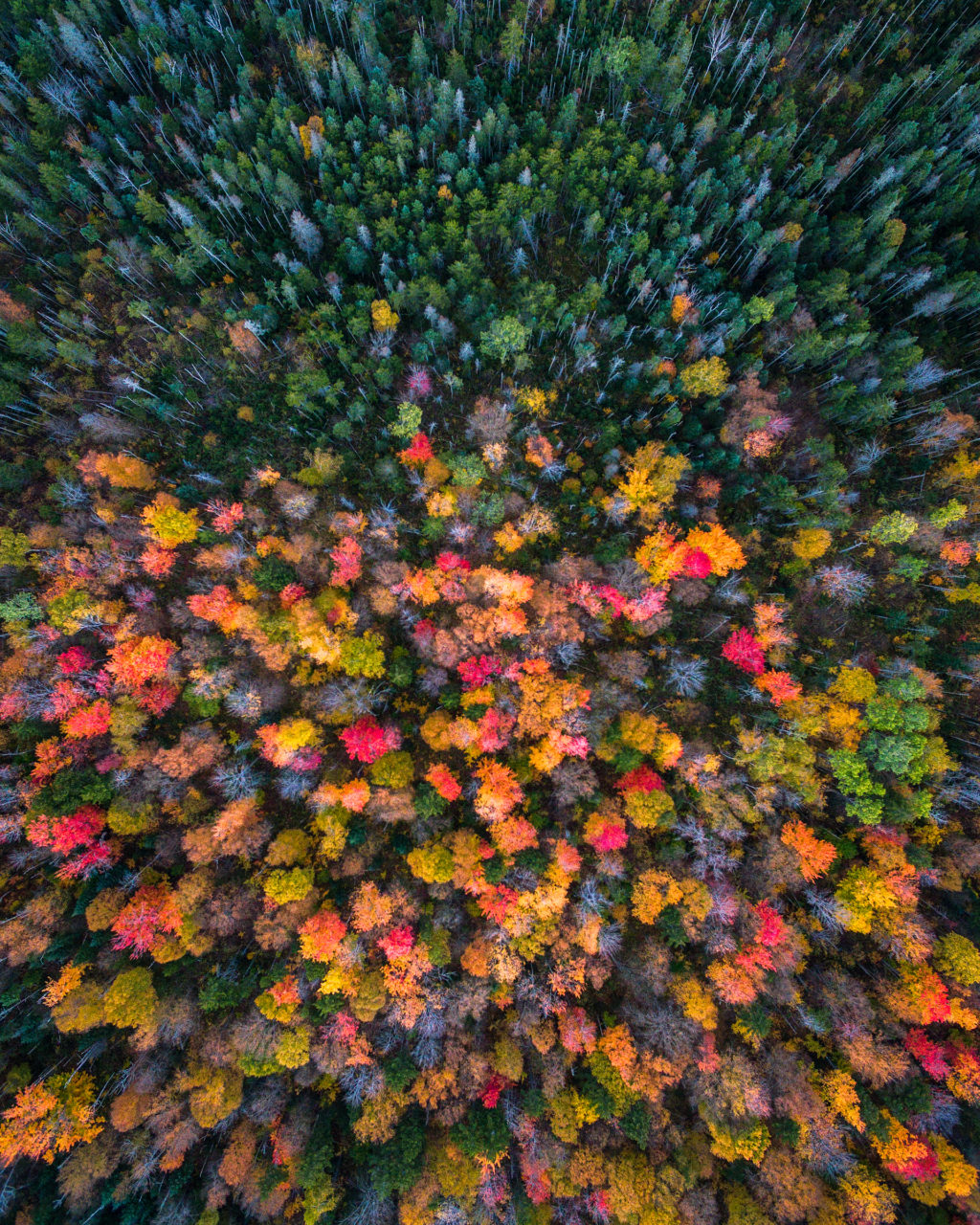 new-hampshire-drone-fall-colors-and-evergreens-by-michael-matti