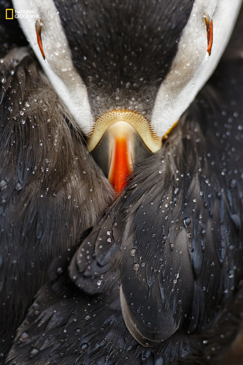 See the Winners of National Geographic's 'Nature Photographer of the Year' Contest